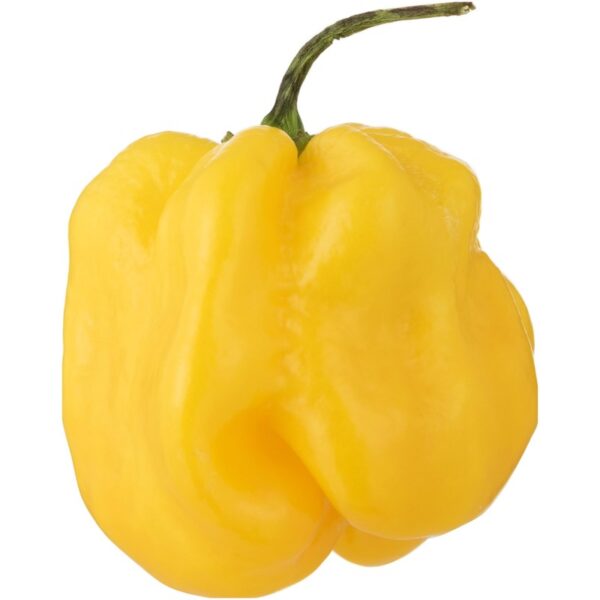 AH Adjuma Peper - Albert Heijn