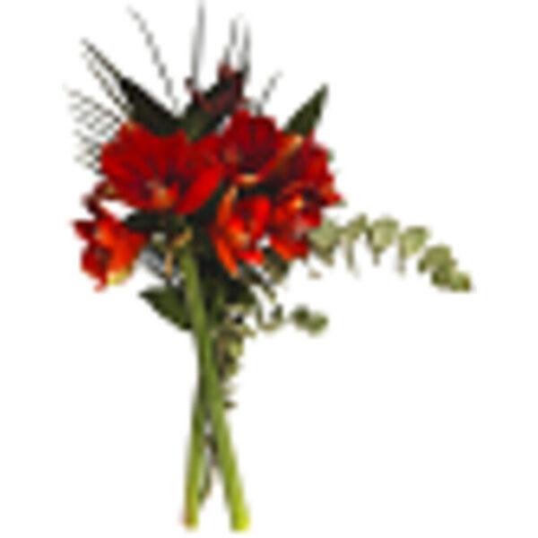 AH Amaryllis met groen - Albert Heijn