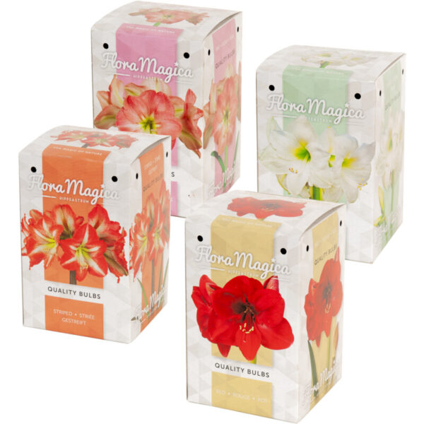 AH Amaryllisbol in doosje - Albert Heijn