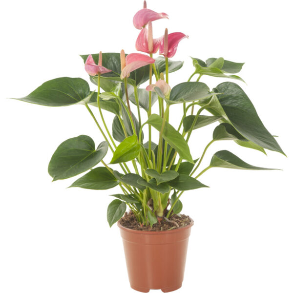 AH Anthurium Roze en Wit P14 - Albert Heijn