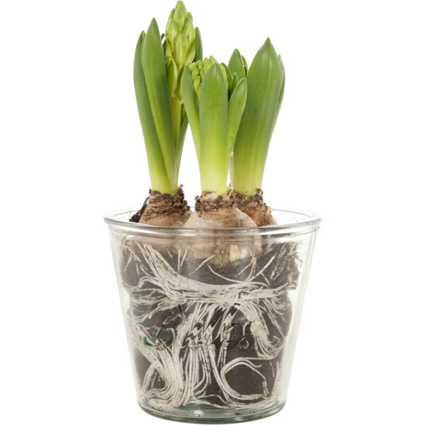 AH Bloembollen in sierglas - Albert Heijn