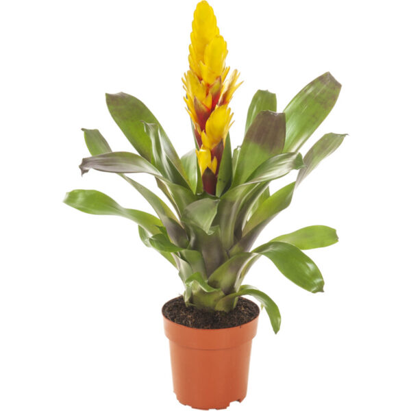 AH Bromelia - Albert Heijn