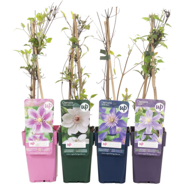 AH Clematis & Fruit Plant - Albert Heijn