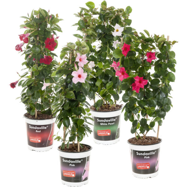 AH Dipladenia plant - Albert Heijn