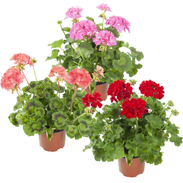 AH Geranium P13 - Albert Heijn