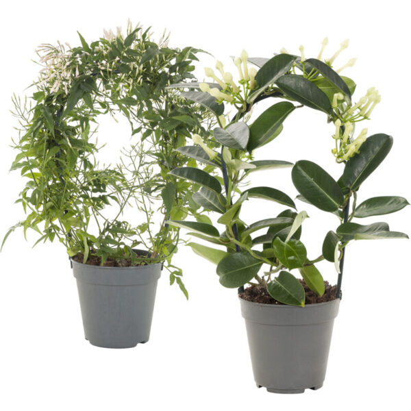 AH Geurende Plant - Albert Heijn