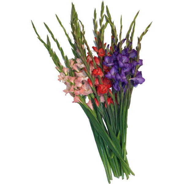 AH Gladiolen - Albert Heijn