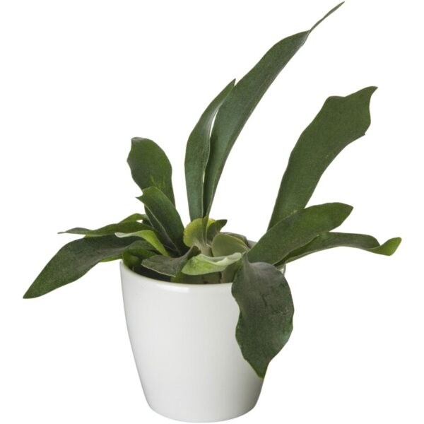 AH Groene plant in pot - Albert Heijn