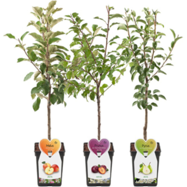 AH Grote fruitbomen - Albert Heijn