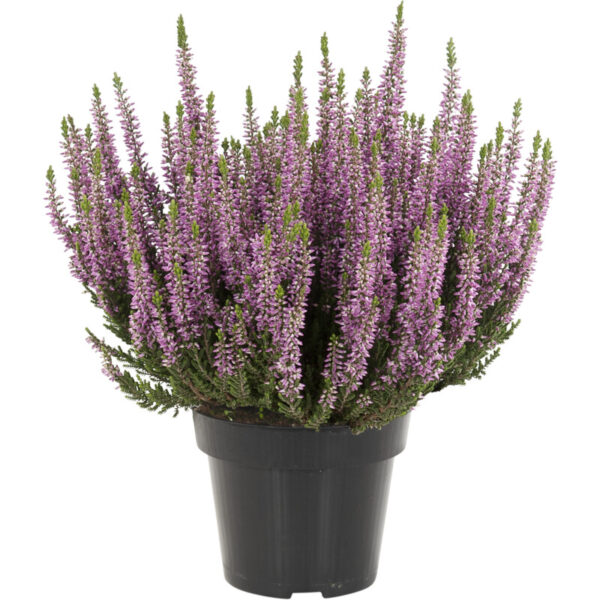 AH Heide mix - Albert Heijn