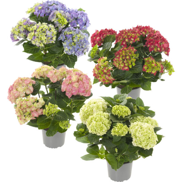AH Hortensia Mix - Albert Heijn