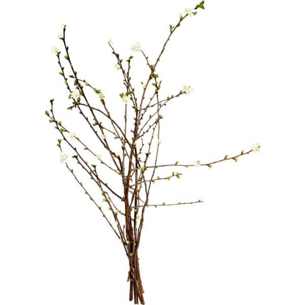 AH Kersenbloesem - Albert Heijn