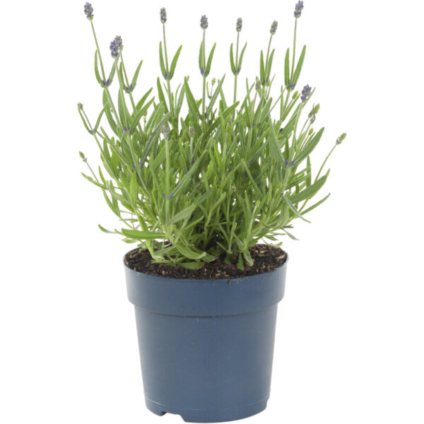 AH Lavendel Plant 10