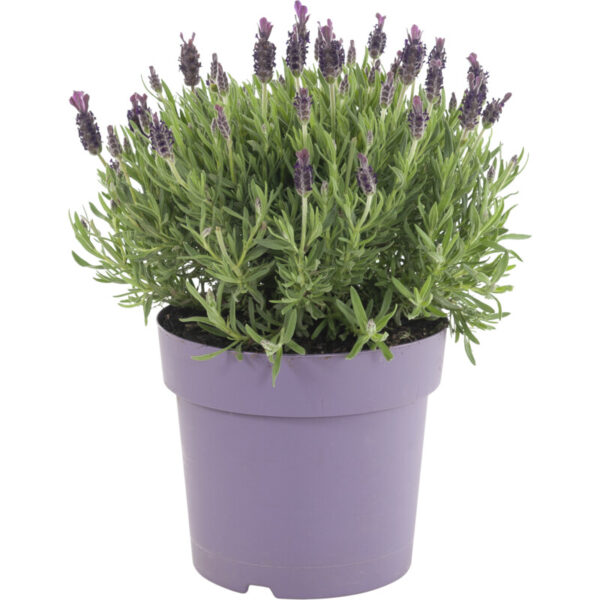 AH Lavendel p19 - Albert Heijn