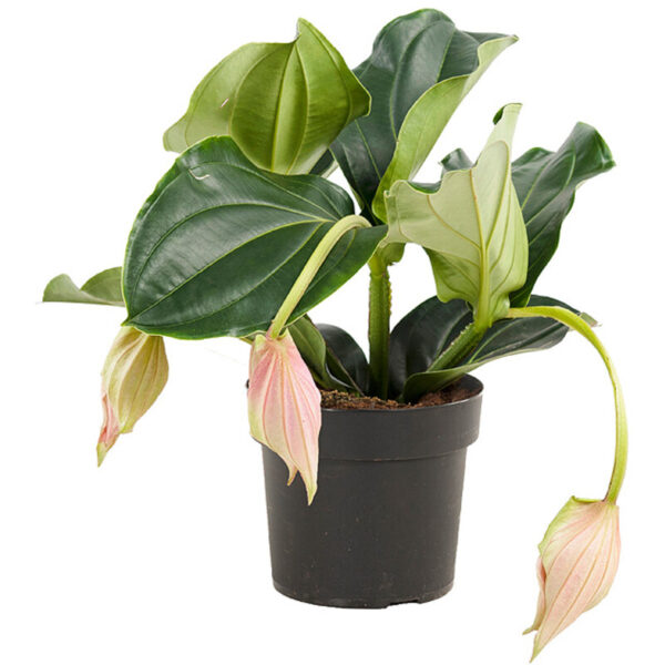 AH Medinilla - Albert Heijn