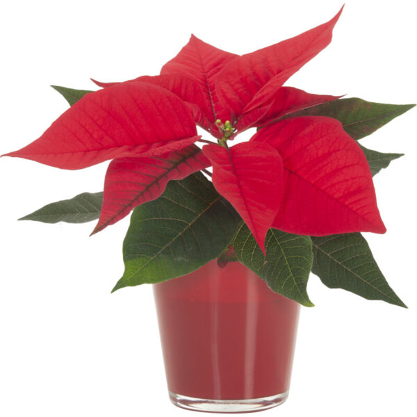 AH Mini Kerstster in Glaasje - Albert Heijn