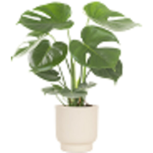 AH Monstera Plant - Albert Heijn