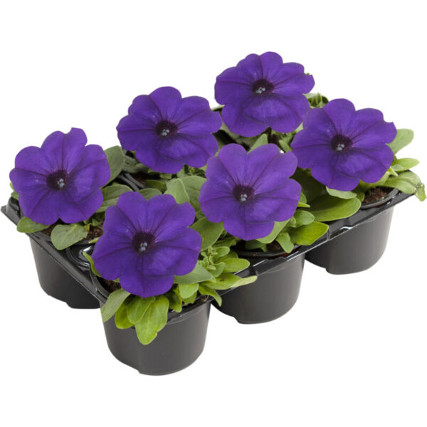 AH Perkgoed - Albert Heijn