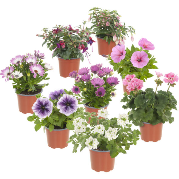 AH Perkgoed Mix & Match - Albert Heijn