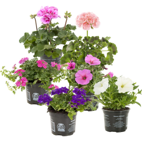 AH Perkgoedmix - Albert Heijn