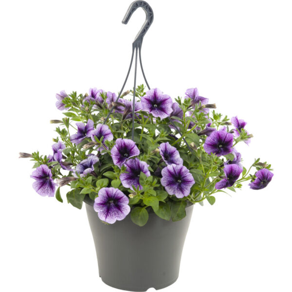 AH Perkplant in Hangpot P27 XL - Albert Heijn