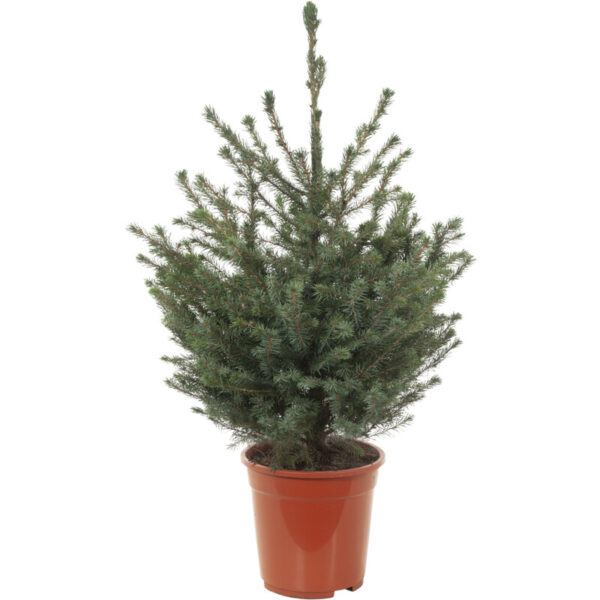 AH Picea Omorika (Spar) P21 - Albert Heijn