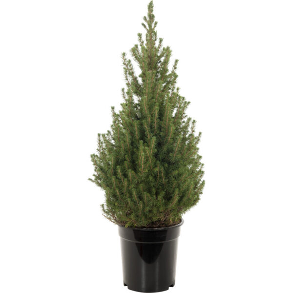 AH Picea conica p21 - Albert Heijn