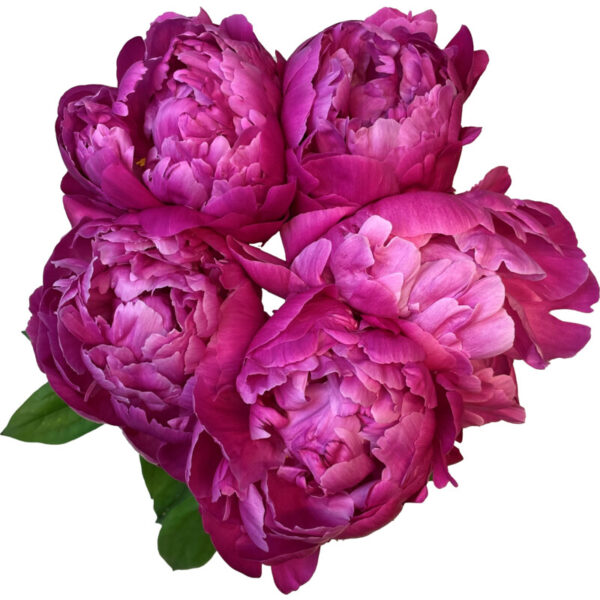 AH Pioenrozen Rood en Paars - Albert Heijn