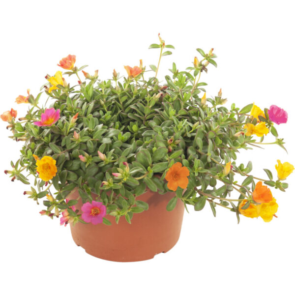 AH Portulaca Grootbloemig - Albert Heijn