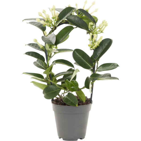 AH Stephanotis - Albert Heijn