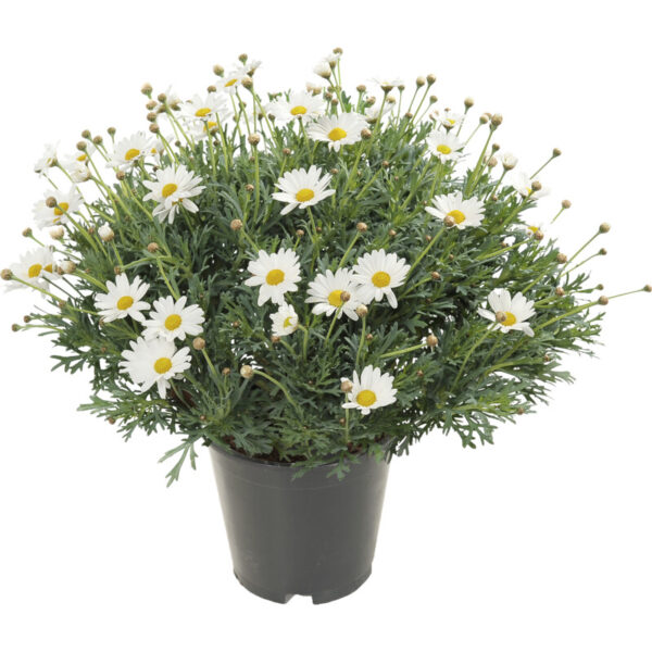 AH Struikmargriet P19 - Albert Heijn