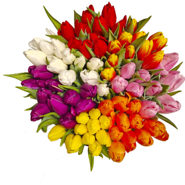 AH Tulp Roze - Albert Heijn