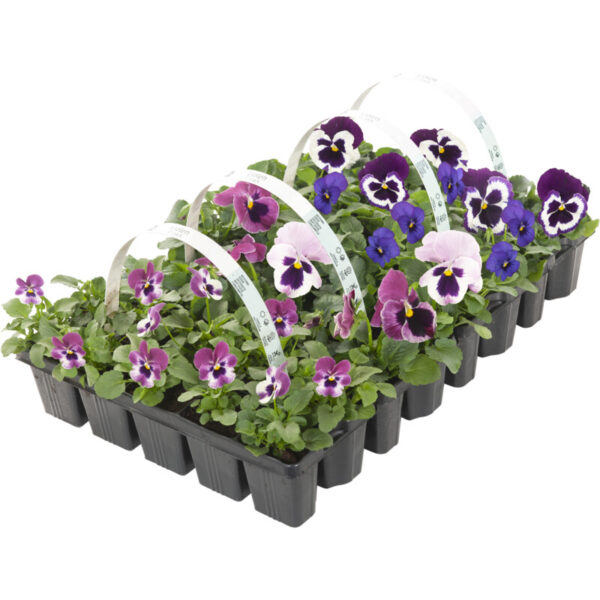 AH Violen - Albert Heijn