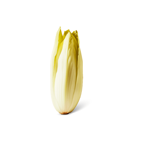 Hollandse Witlof - Dirk