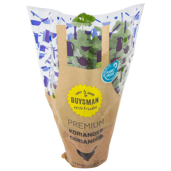 Koriander grote pot - Dirk