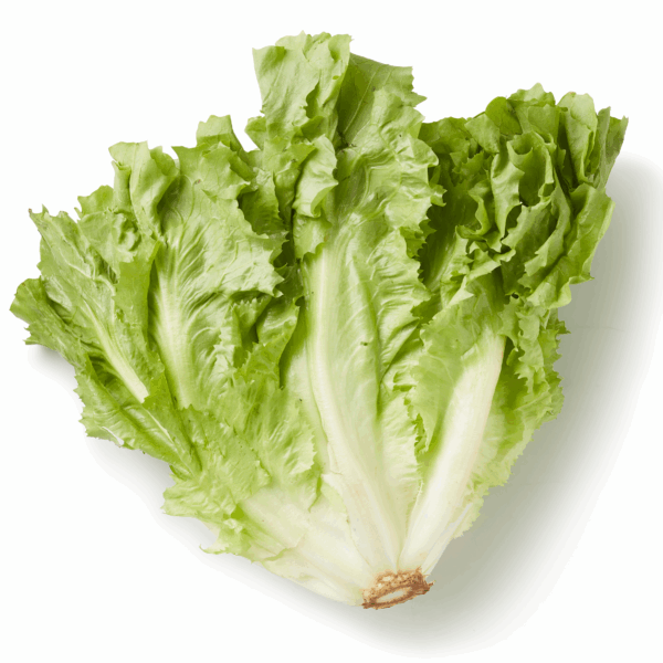 PLUS Andijvie (krop) - PLUS