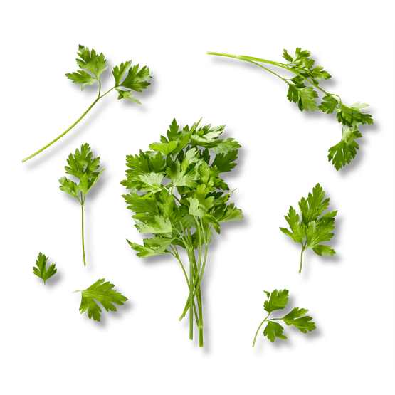 Platte peterselie - Dirk